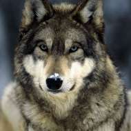 mamawolf